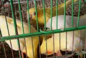 Cockatiel Breeding Pair with Cage for Sale in Pakistan