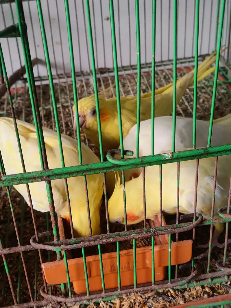 Cockatiel Breeding Pair with Cage for Sale in Pakistan