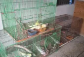 Cockatiel Breeding Pair with Cage for Sale in Pakistan