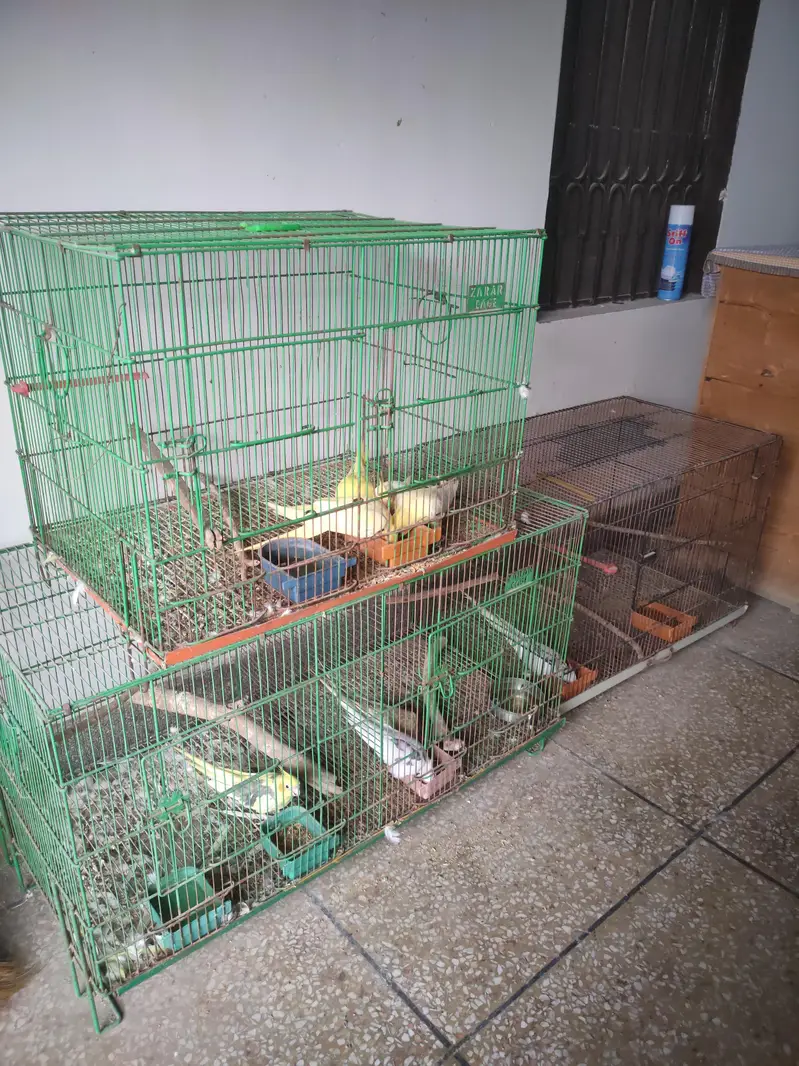 Cockatiel Breeding Pair with Cage for Sale in Pakistan