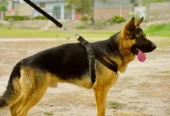 German Shepherd Dog for Sale in Pakistan