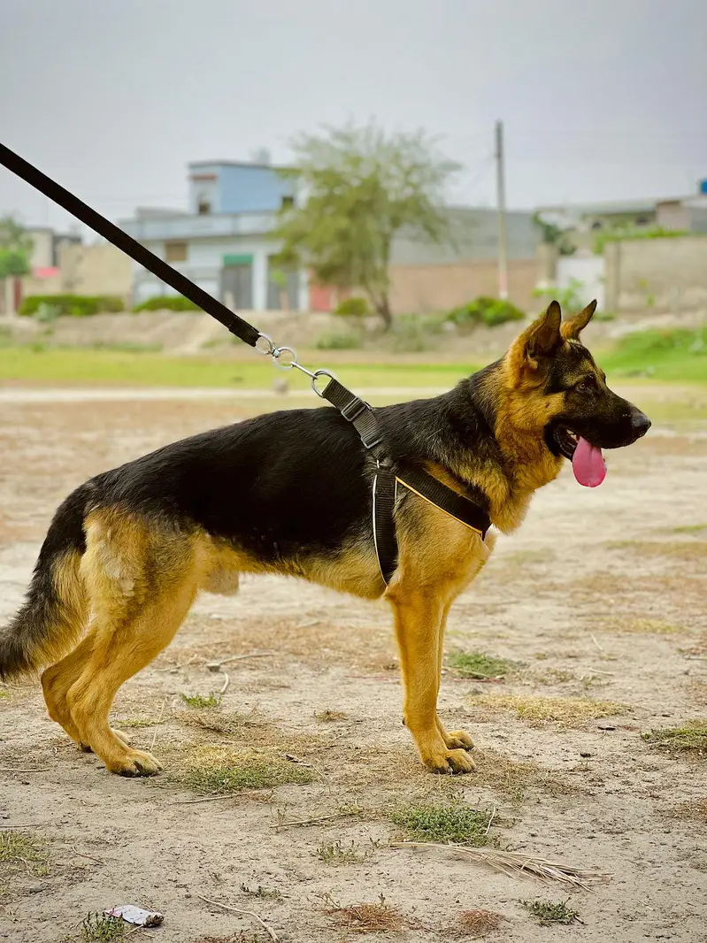 German Shepherd Dog for Sale in Pakistan