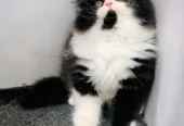 Persian Punch Face Kitten for Sale with Home Delivery