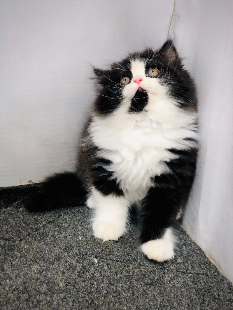 Persian Punch Face Kitten for Sale with Home Delivery