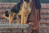 German Shepherd Dog for Sale in Pakistan