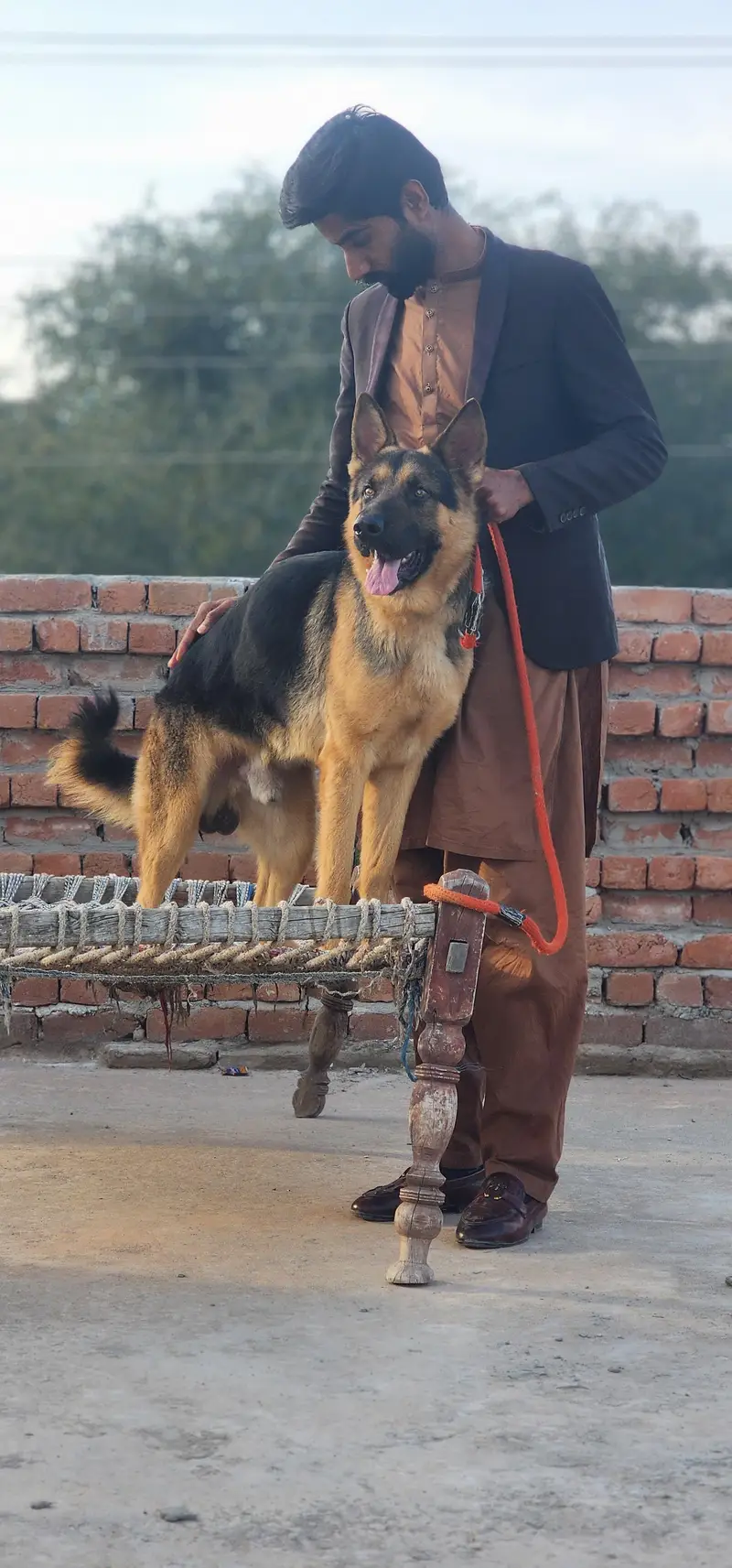 German Shepherd Dog for Sale in Pakistan