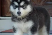 Siberian Husky Puppy for Sale – Blue Eyes – Wolly Coat