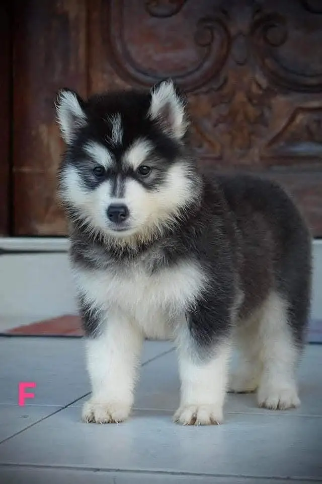 Siberian Husky Puppy for Sale – Blue Eyes – Wolly Coat