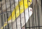 Healthy Budgies Breeder Pair for Sale | Birds Ad Pakistan