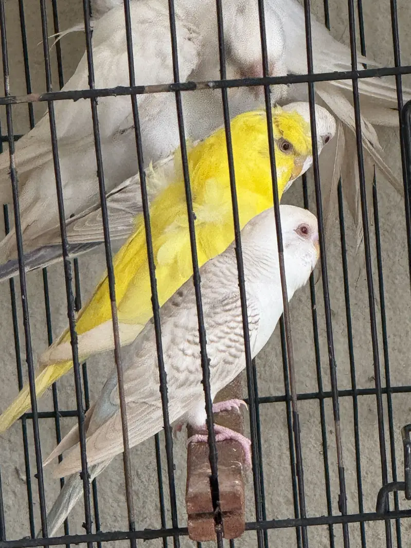 Healthy Budgies Breeder Pair for Sale | Birds Ad Pakistan