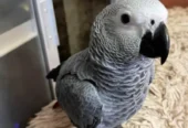 African Grey Parrot Babies Available Hai For Sale