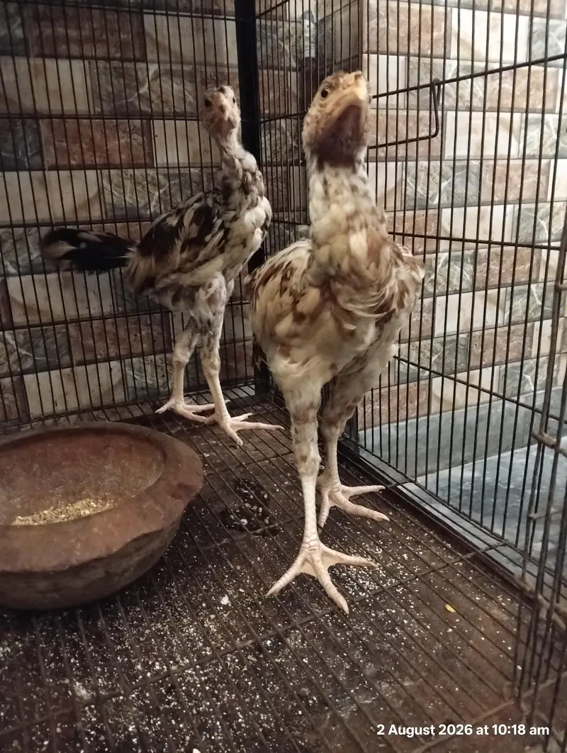 Aseel Murgha Pair for Sale in Pakistan – Long Height