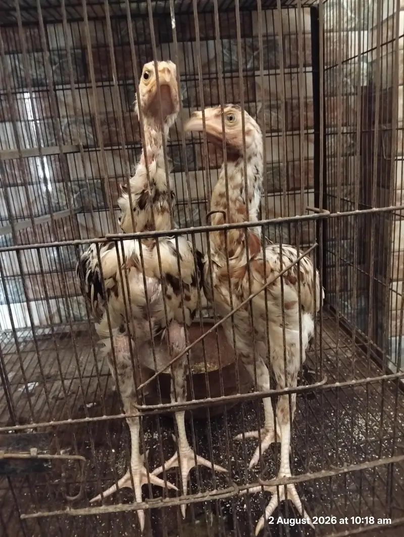 Aseel Murgha Pair for Sale in Pakistan – Long Height
